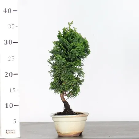 image supplémentaire - JAPANESE CYPRESS 2-3