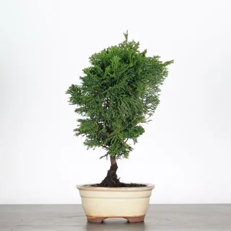 JAPANESE CYPRESS 2-3