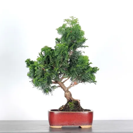 JAPANESE CYPRESS 2-5