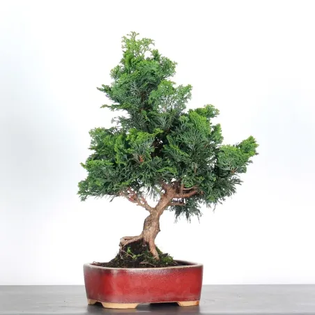 image supplémentaire - JAPANESE CYPRESS 2-5