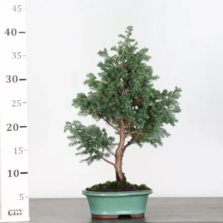 image supplémentaire - Sawara cypress bonsai 3-3