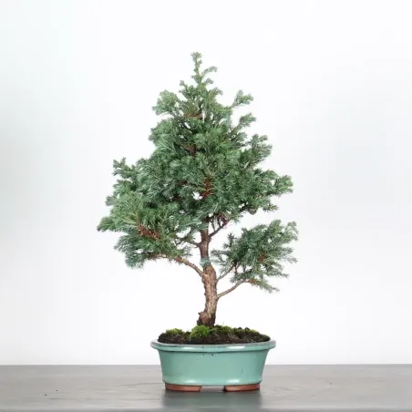 Sawara cypress bonsai 3-3