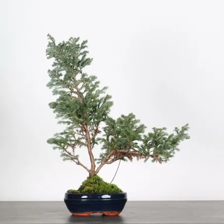 SAWARA CYPRESS BONSAI 3-17