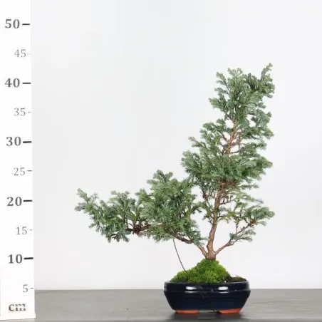 image supplémentaire - SAWARA CYPRESS BONSAI 3-17