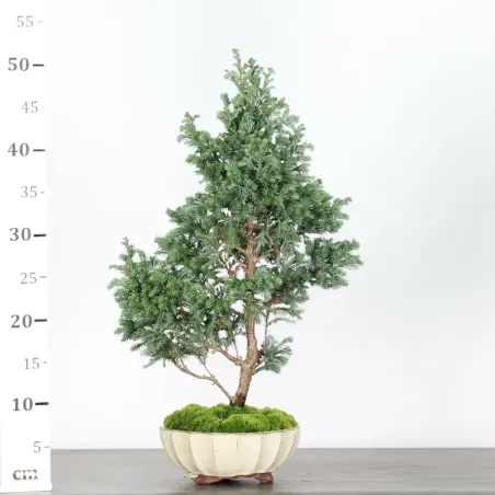 image supplémentaire - Sawara cypress bonsai 3-18