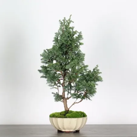 Sawara cypress bonsai 3-18