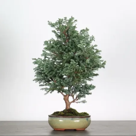 Sawara cypress bonsai 3-20