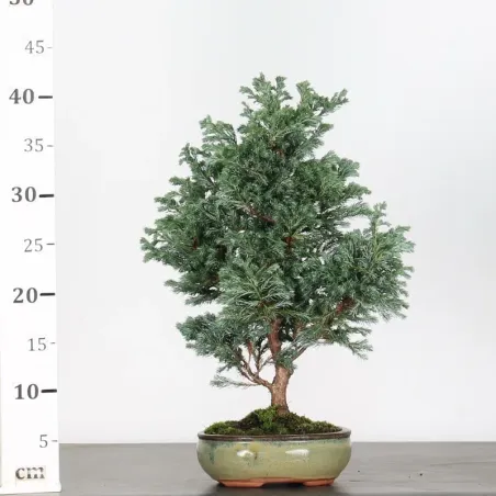 image supplémentaire - Sawara cypress bonsai 3-20