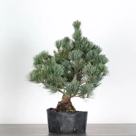 image supplémentaire - JAPANESE WHITE PINE...