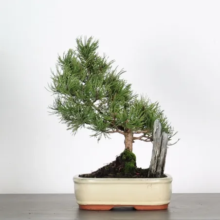 Pin mugo bonsai PM-1-2
