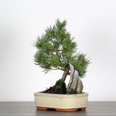 image supplémentaire - BONSAI PINUS MUGO 1-2