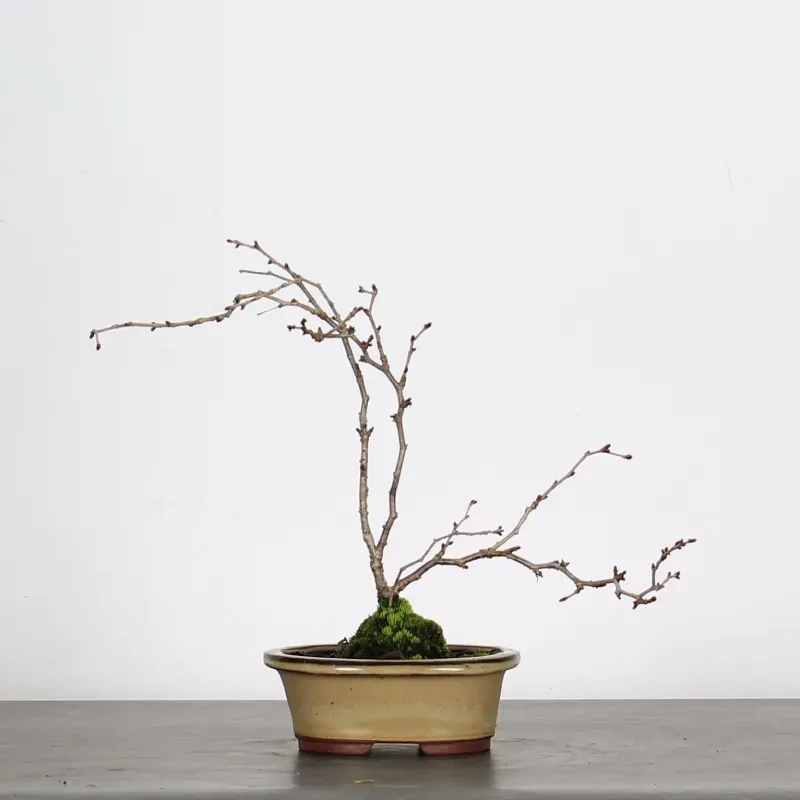 Bonsai Prunus Kojo No Mai