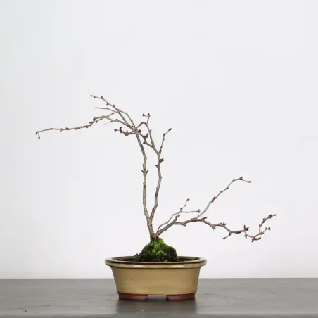Bonsai Prunus Kojo No Mai