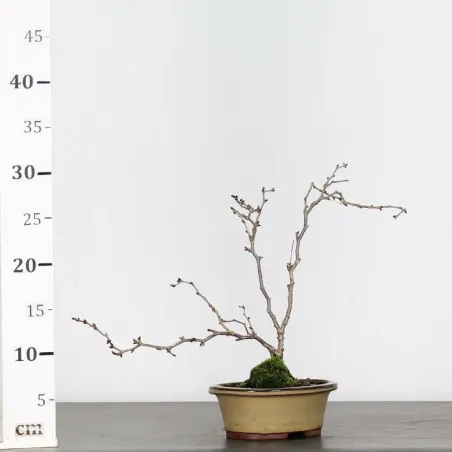 image supplémentaire - CERISIER DU JAPON "PRUNUS...