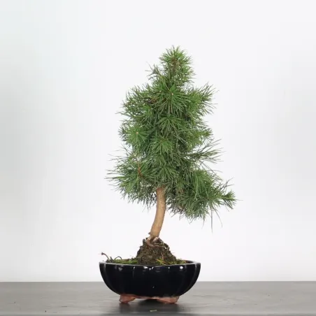 PREBONSAI PINUS SYLVESTRIS 1-1