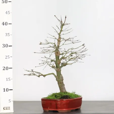 image supplémentaire - ACER PALMATUM 1-1