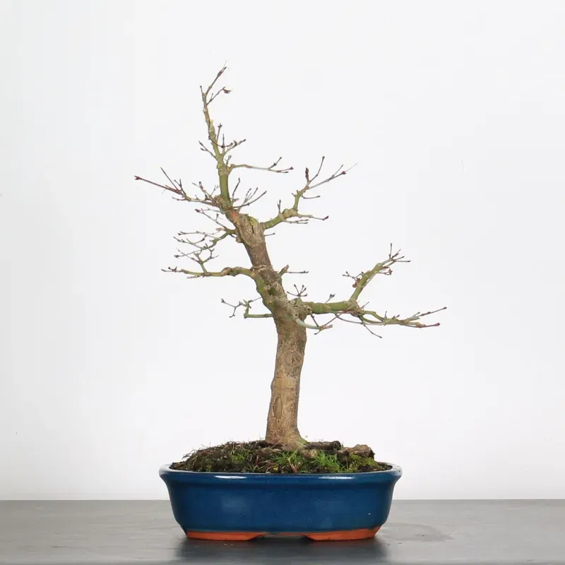 Erable Bonsai Acer Palmatum AP-1-2