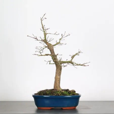 Erable Bonsai Acer Palmatum AP-1-2