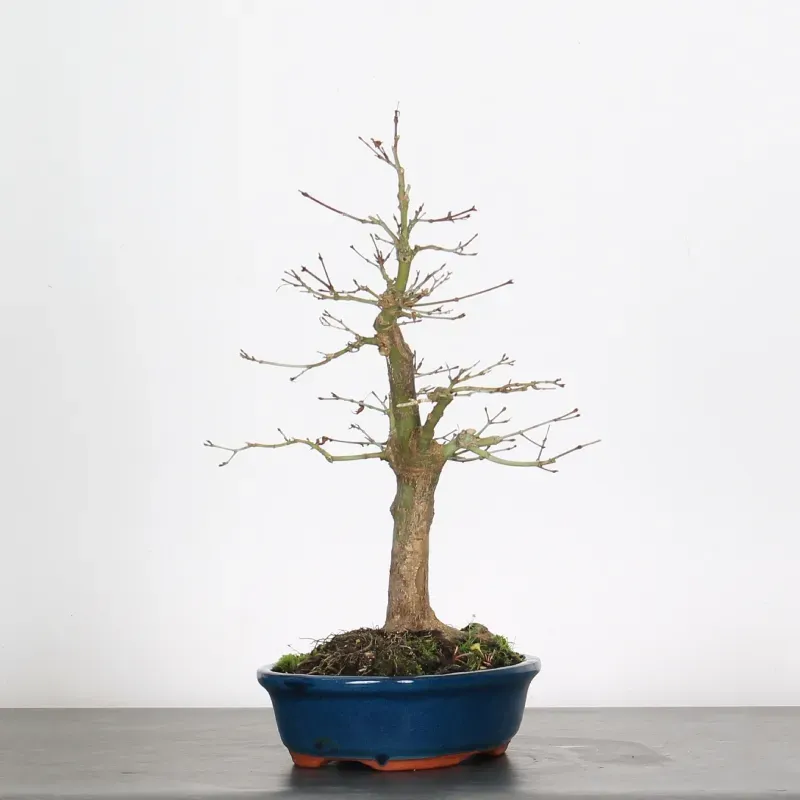 image supplémentaire - ERABLE DU JAPON "ACER...