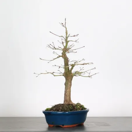 image supplémentaire - ACER PALMATUM 1-2