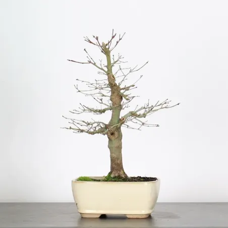 image supplémentaire - ACER PALMATUM 1-3