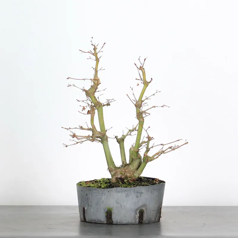 PREBONSAI ERABLE PALMATUM n°8