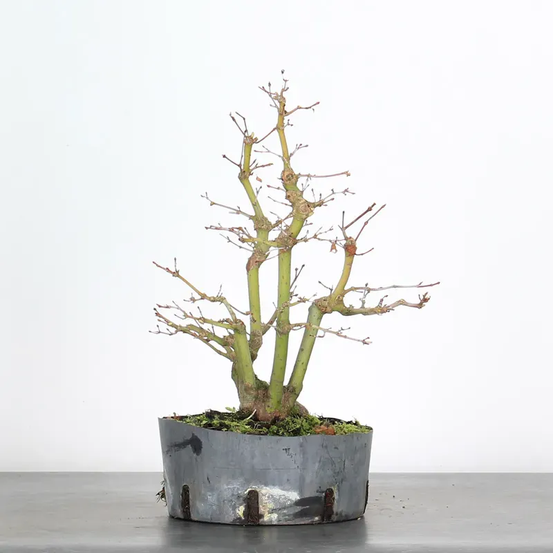 image supplémentaire - PREBONSAI ERABLE PALMATUM n°8
