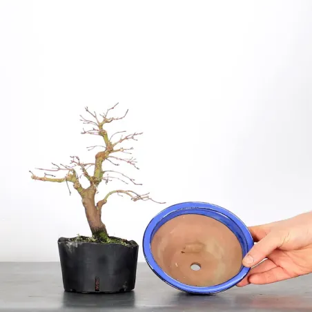 image supplémentaire - Prebonsai maple tree to be...