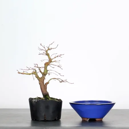 Prebonsai maple tree to be repotted in pot n°1