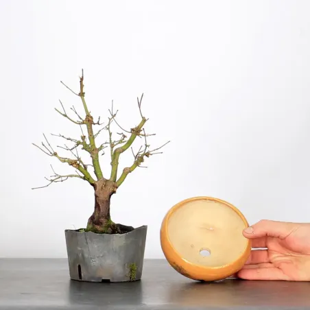 image supplémentaire - Prebonsai maple tree to be...