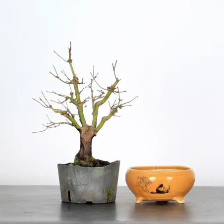 Prebonsai maple tree to be repotted in pot n°11