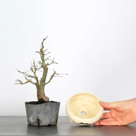 image supplémentaire - Prebonsai maple tree to be...