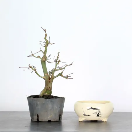 Prebonsai maple tree to be repotted in pot n°13