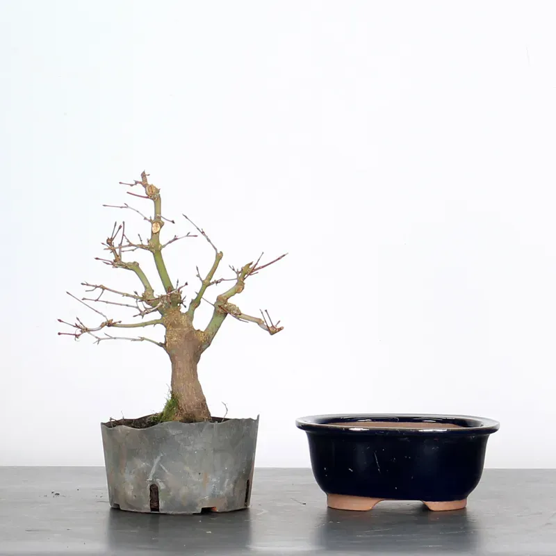 Prebonsai maple tree to be repotted in pot n°2