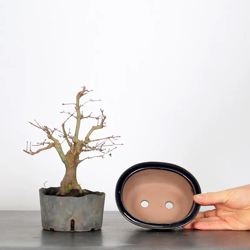 image supplémentaire - Prébonsai érable à rempoter...