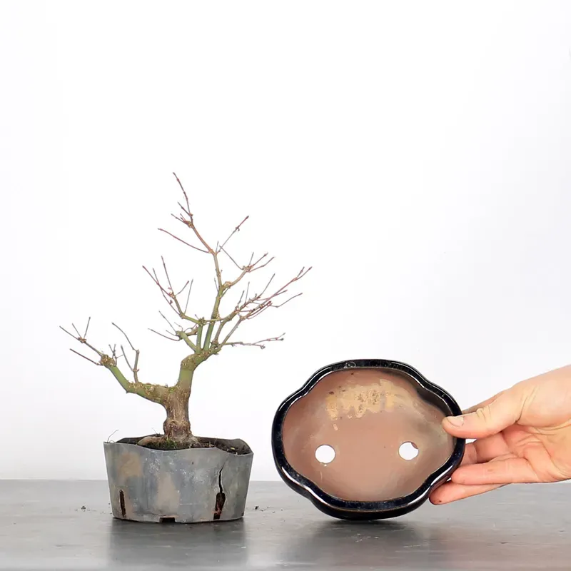 image supplémentaire - Prébonsai érable à rempoter...