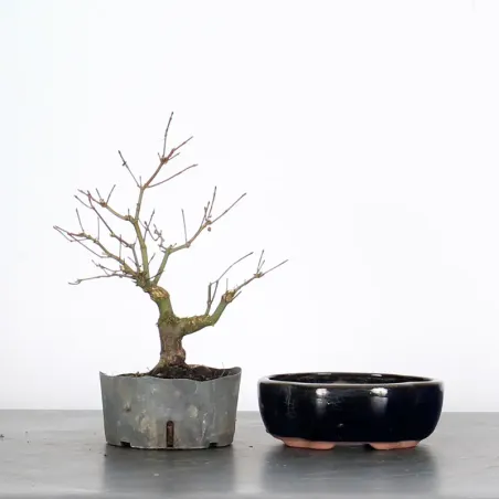 Prebonsai maple tree to be repotted in pot n°20