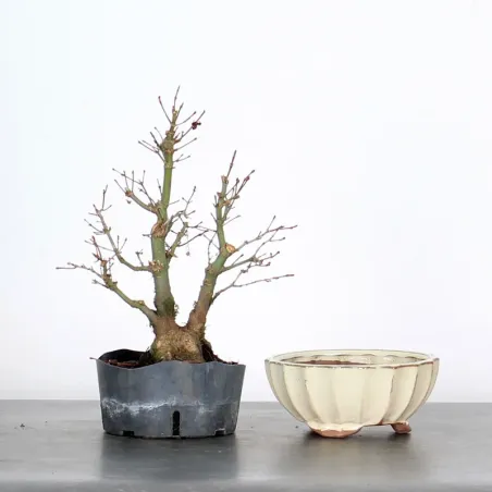 Prebonsai maple tree to be repotted in pot n°25