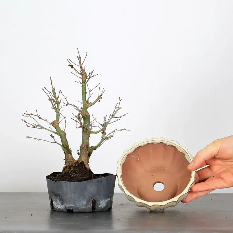 image supplémentaire - Prebonsai maple tree to be...