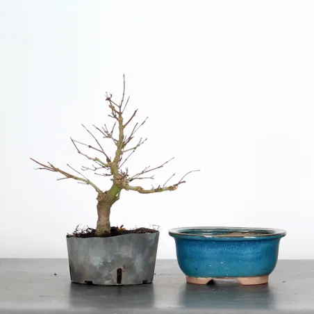 Prebonsai maple tree to be repotted in pot n°29
