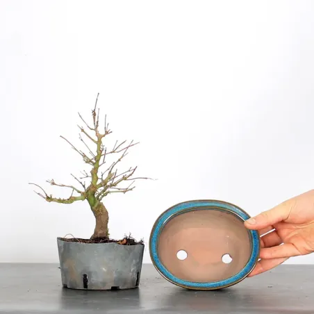 image supplémentaire - Prebonsai maple tree to be...