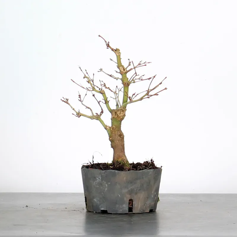 PREBONSAI ERABLE PALMATUM n°3