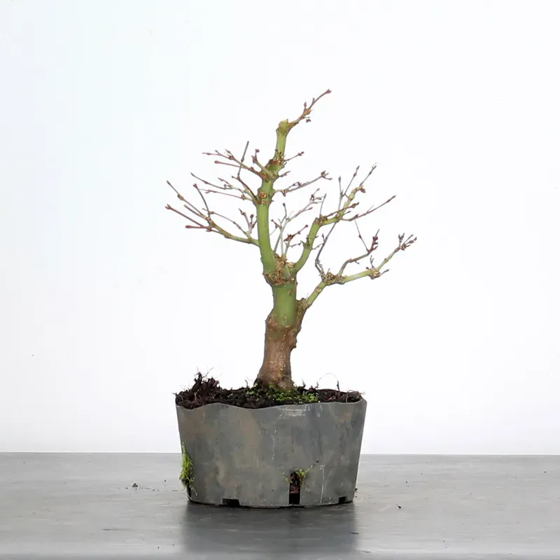 image supplémentaire - PREBONSAI ERABLE PALMATUM n°3