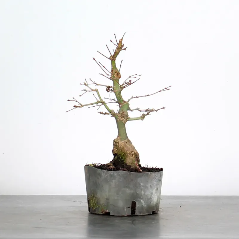 PREBONSAI MAPLE PALMATUM n°31