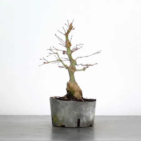 PREBONSAI MAPLE PALMATUM n°31