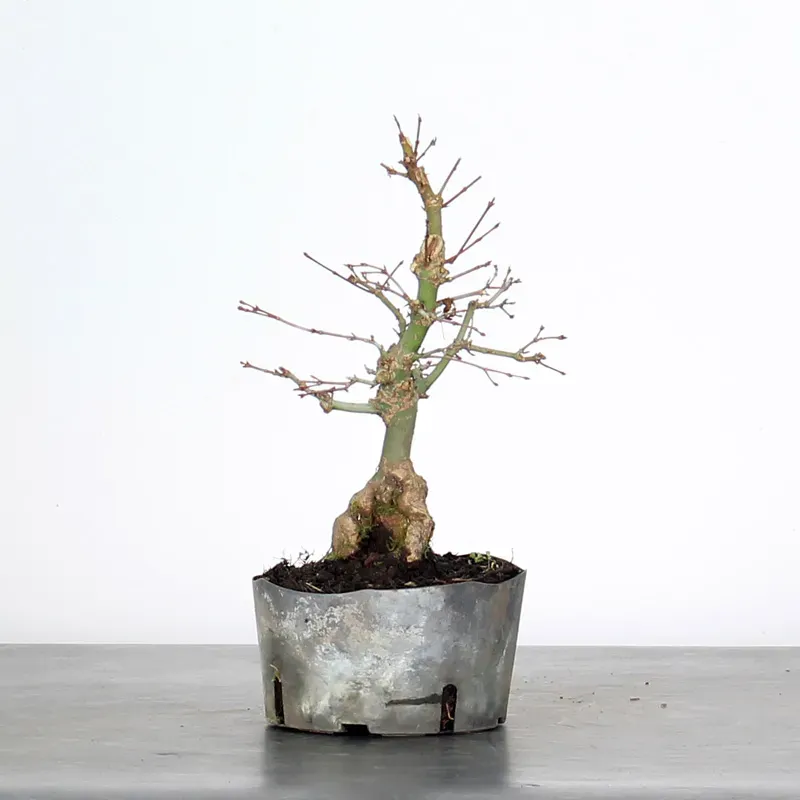 image supplémentaire - PREBONSAI MAPLE PALMATUM n°31