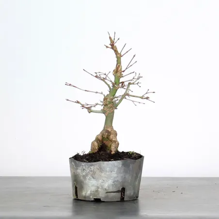 image supplémentaire - PREBONSAI MAPLE PALMATUM n°31