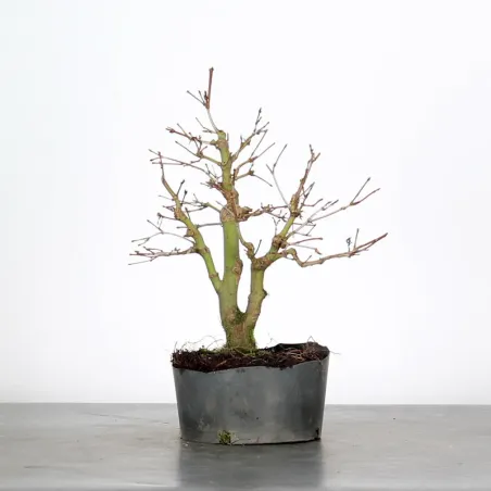 PREBONSAI MAPLE PALMATUM n°4