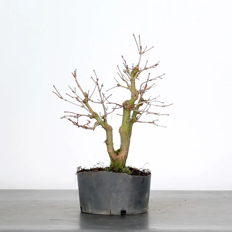 image supplémentaire - PREBONSAI ERABLE PALMATUM n°4