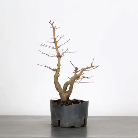 PREBONSAI MAPLE PALMATUM n° 6